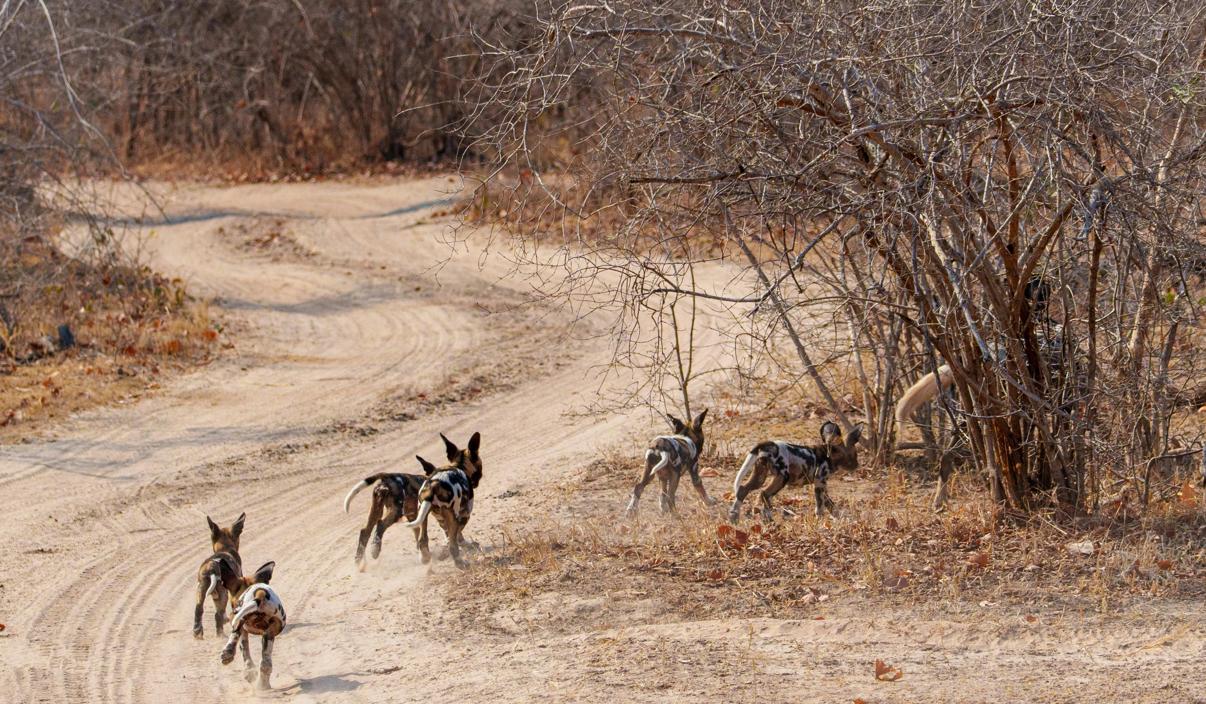 Family wild holiday tour package