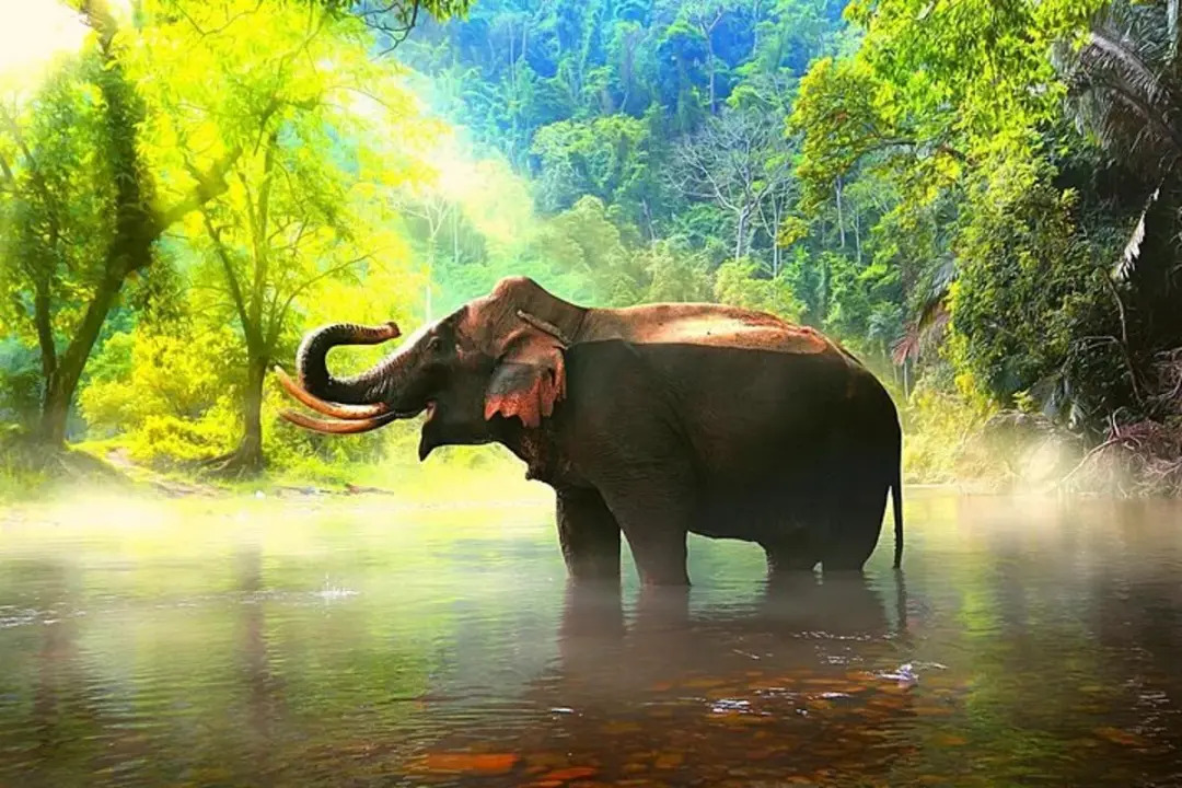 Luxury wild couple special tour package